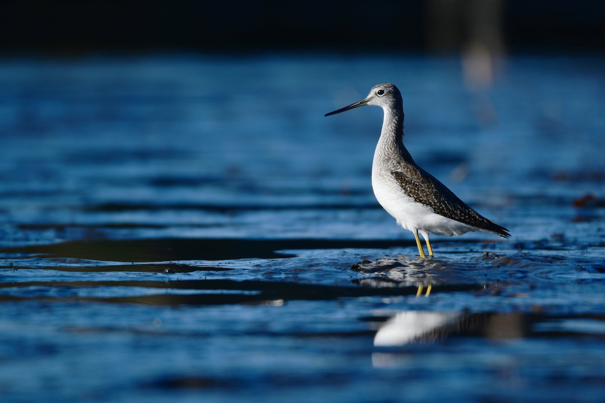 Greater Yellowlegs - ML612734681