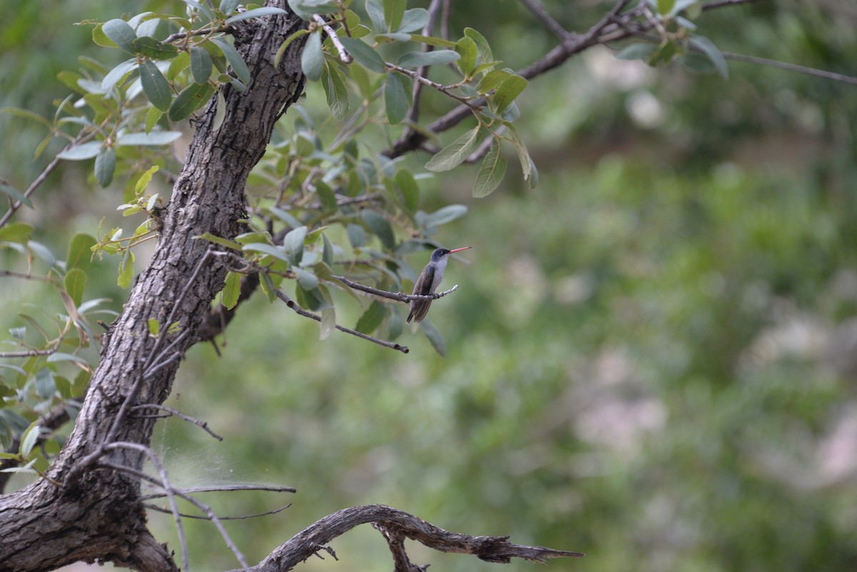 Violet-crowned Hummingbird - Larry Hooge