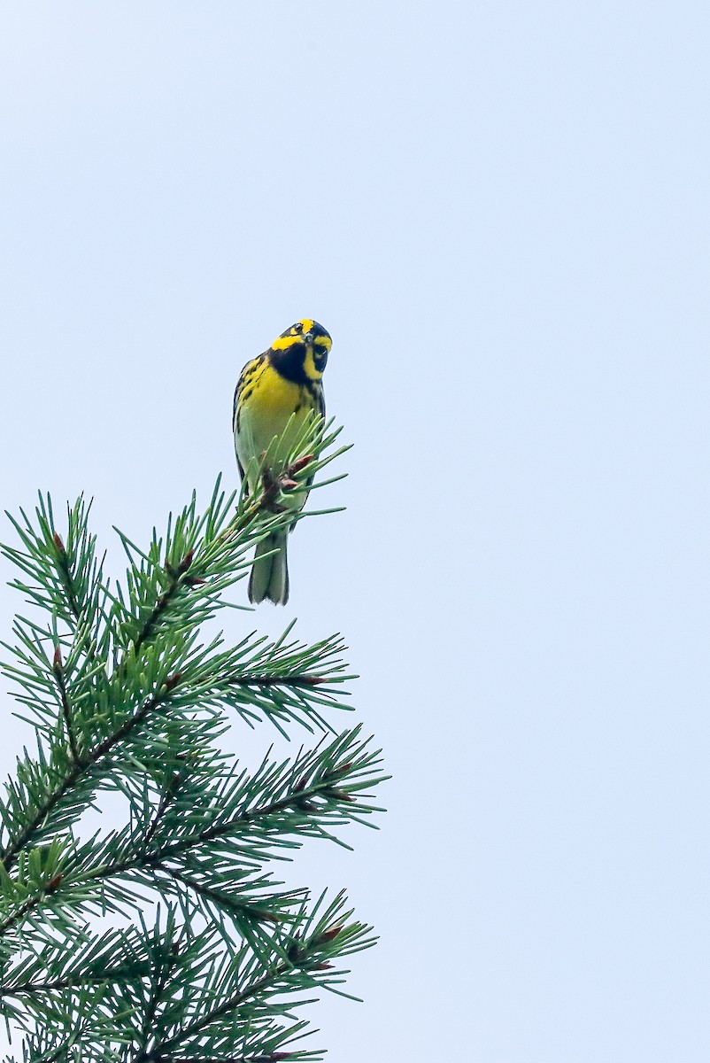 Townsend's Warbler - ML612734717