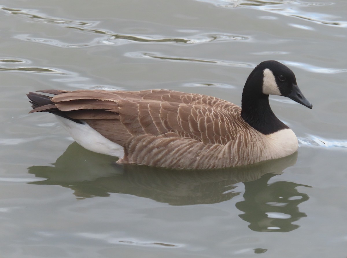 Canada Goose - ML612734730