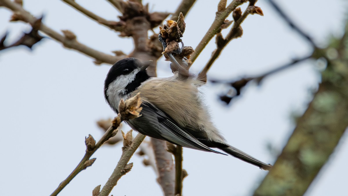 Mésange à tête noire - ML612734741