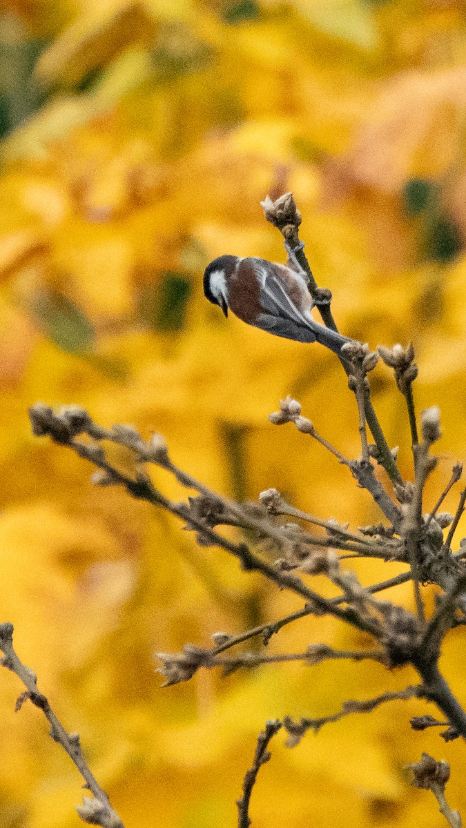 Chestnut-backed Chickadee - Casey Richart