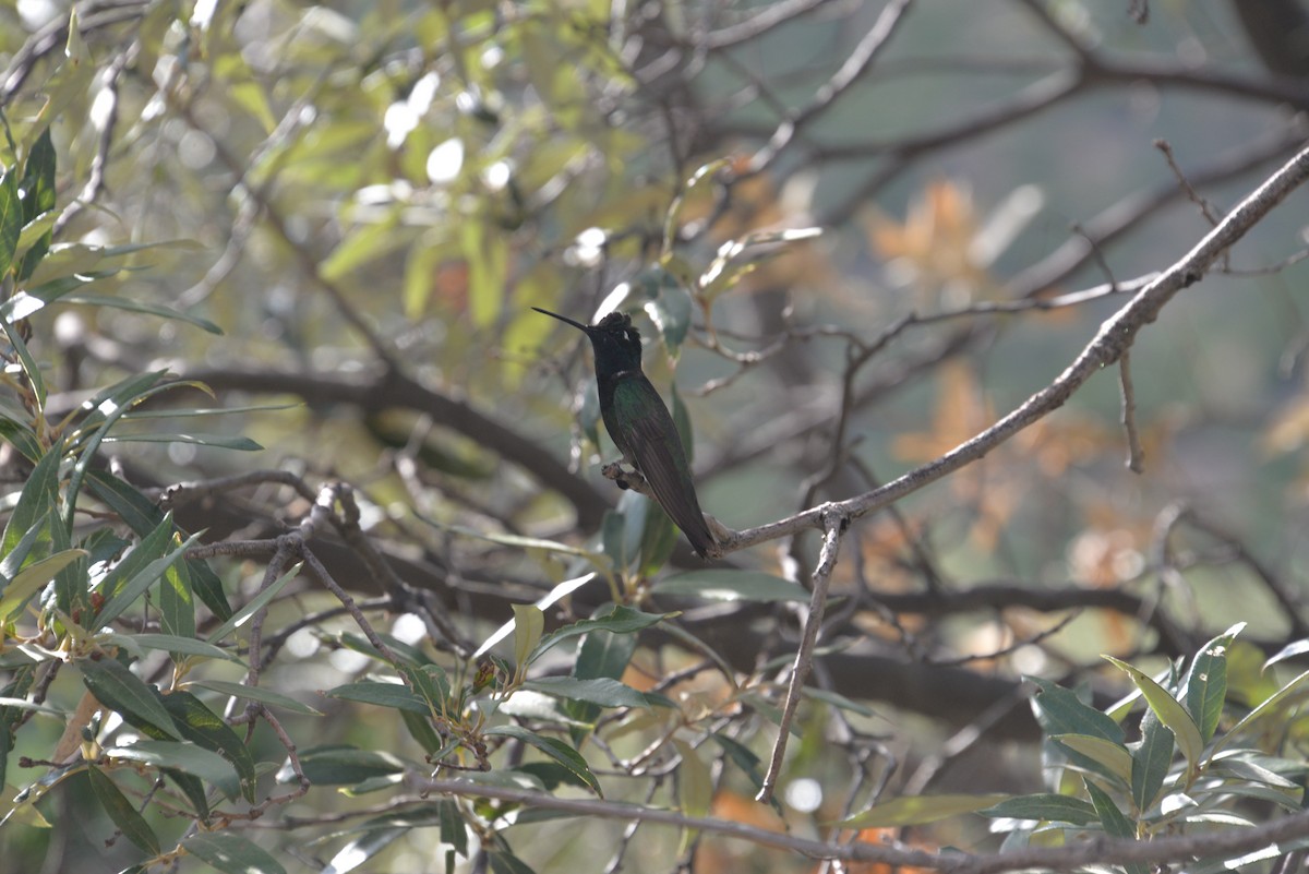 Rivoli's Hummingbird - ML612734762