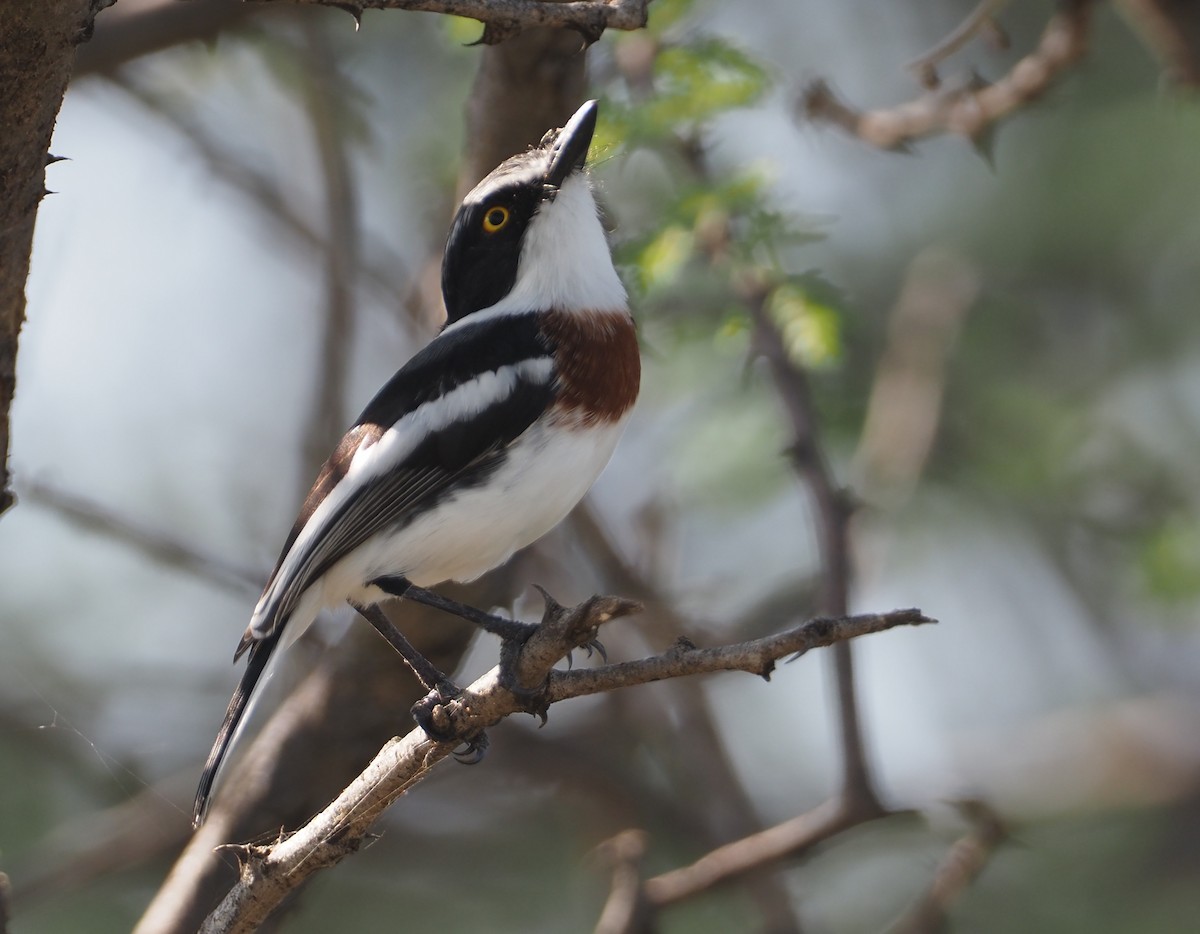 Gray-headed Batis - ML612734774