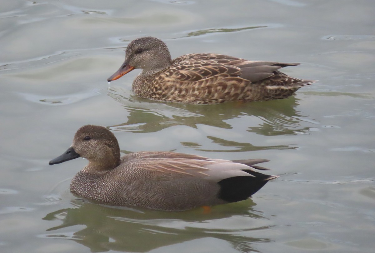 Gadwall - ML612734778