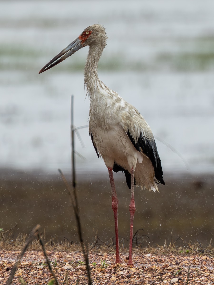 Maguari Stork - ML612734794