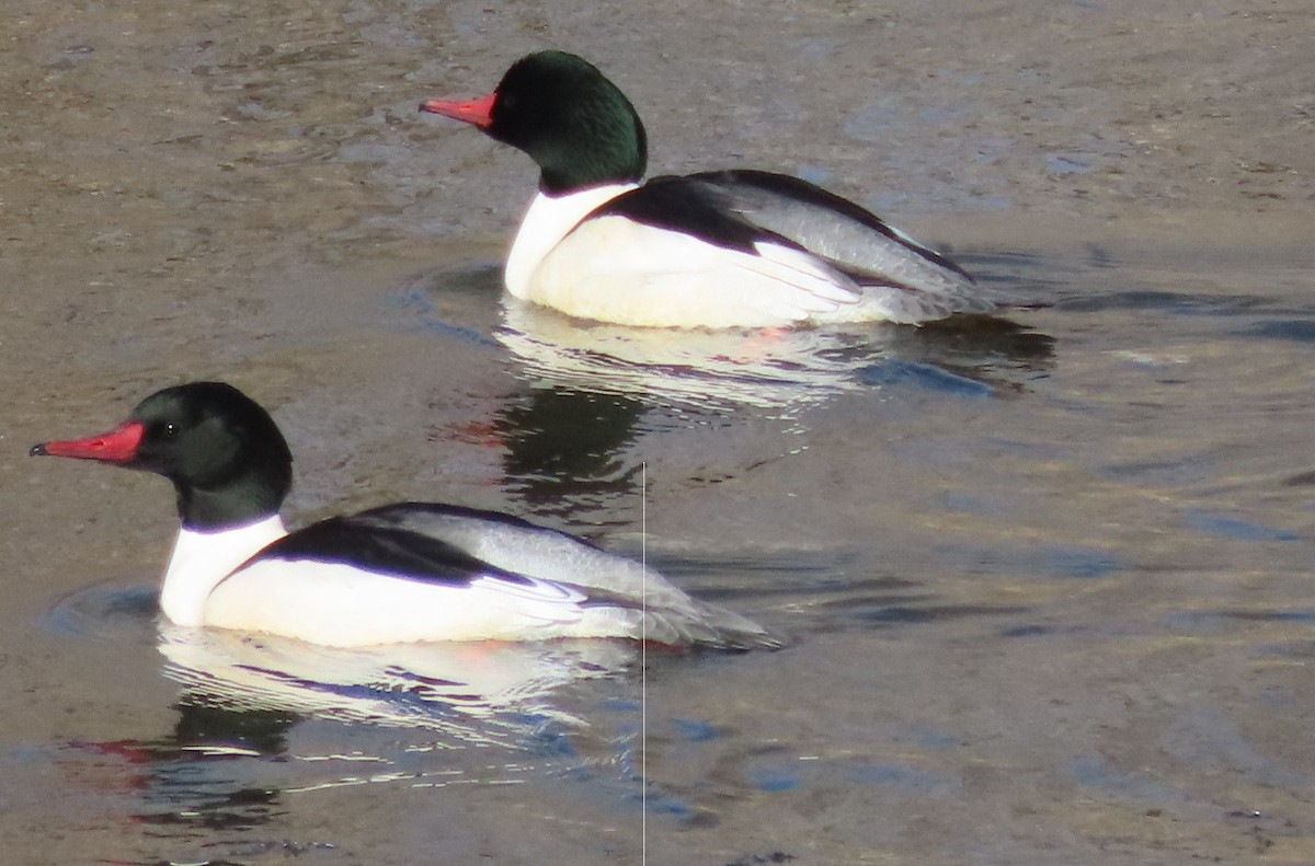 Common Merganser - ML612734795