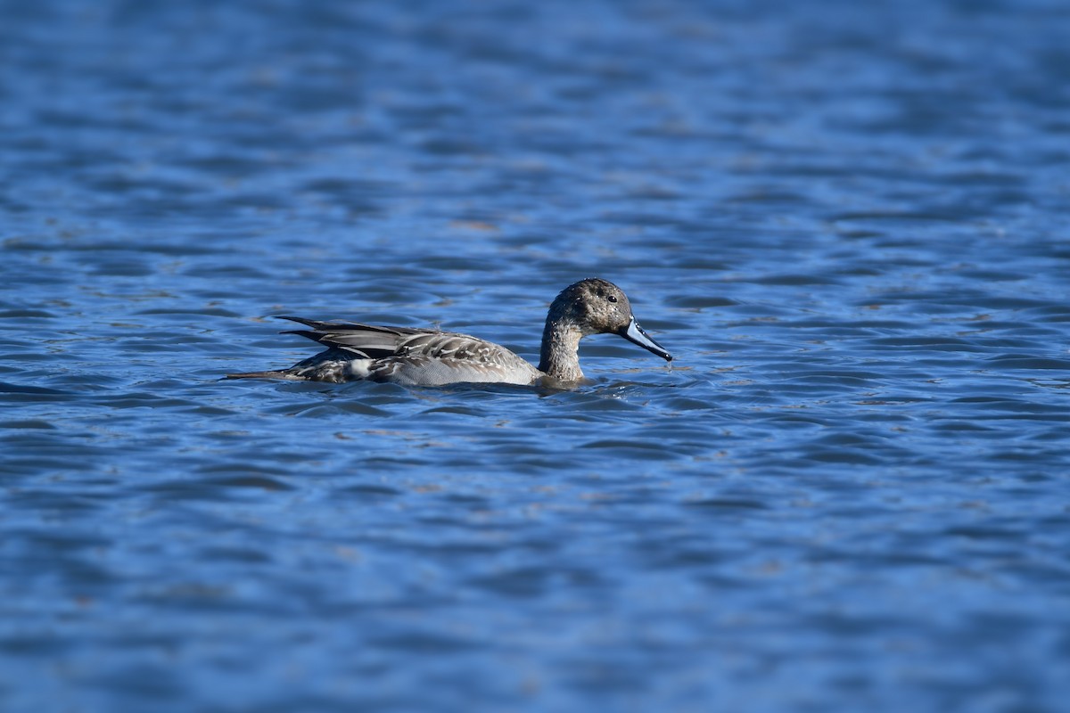 Northern Pintail - Chaiby Leiman