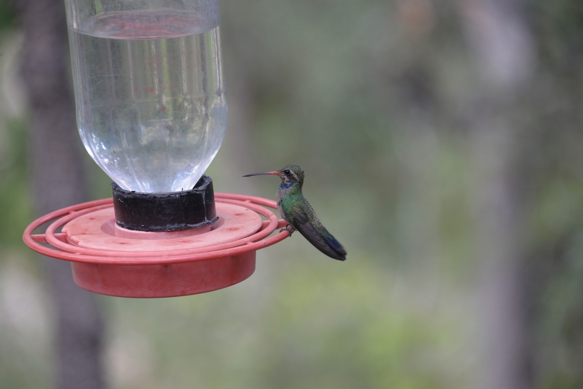 Broad-billed Hummingbird - Larry Hooge