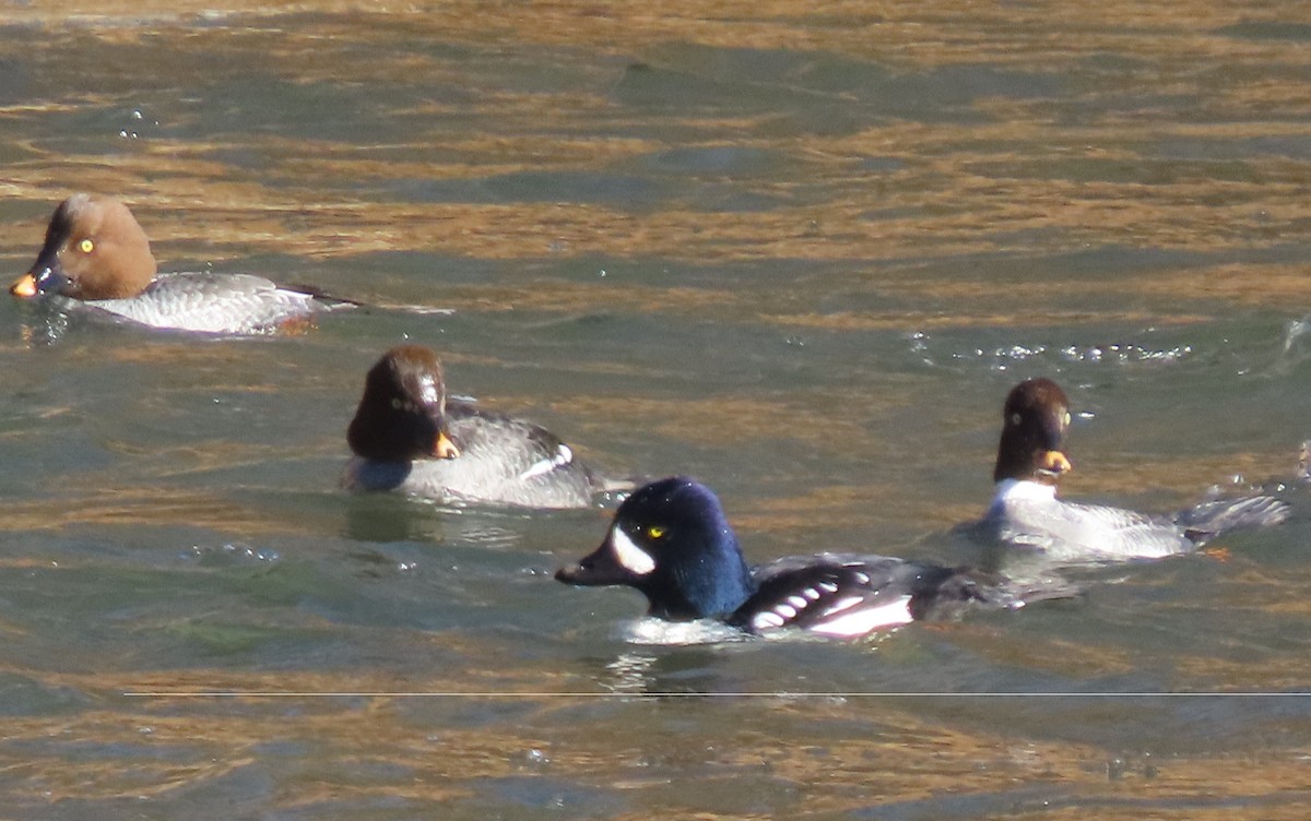 Barrow's Goldeneye - ML612734864