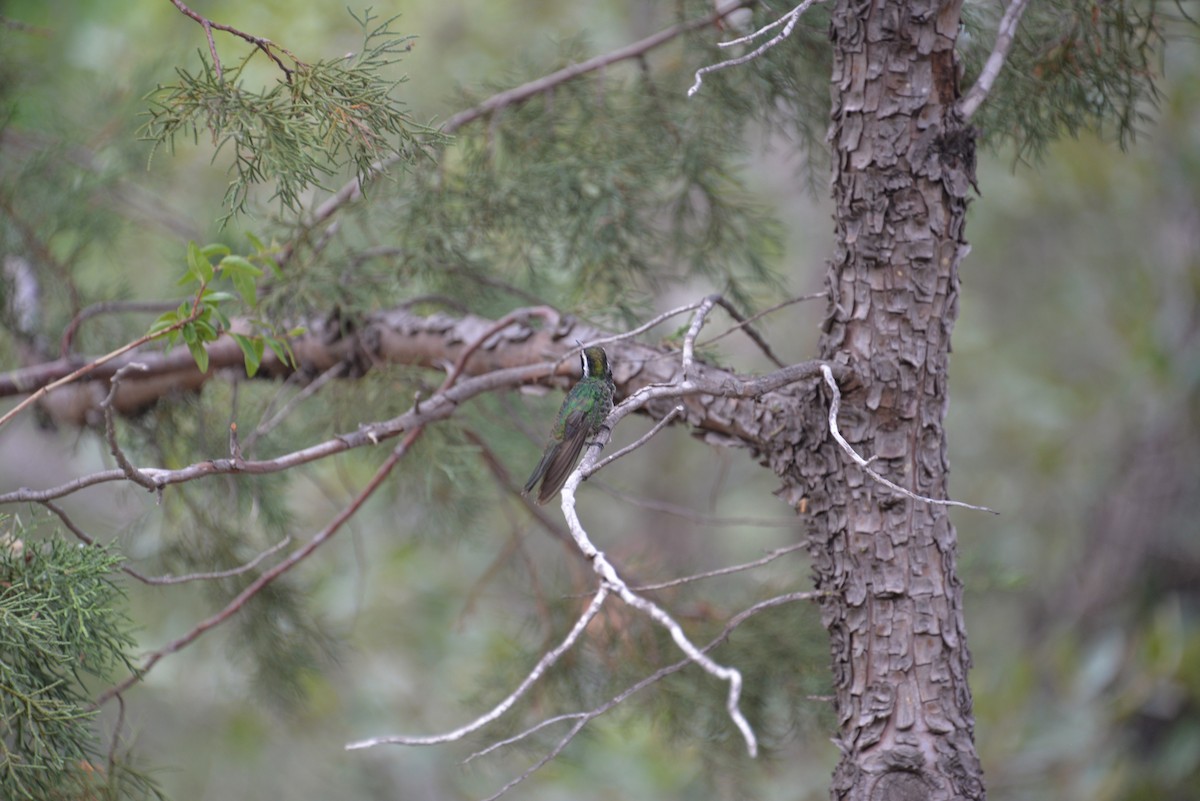 White-eared Hummingbird - Larry Hooge