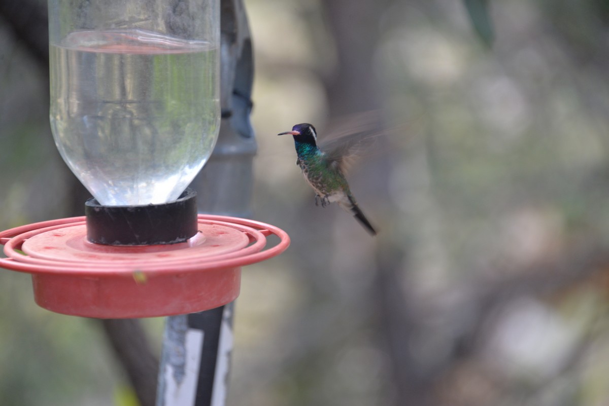White-eared Hummingbird - ML612734871