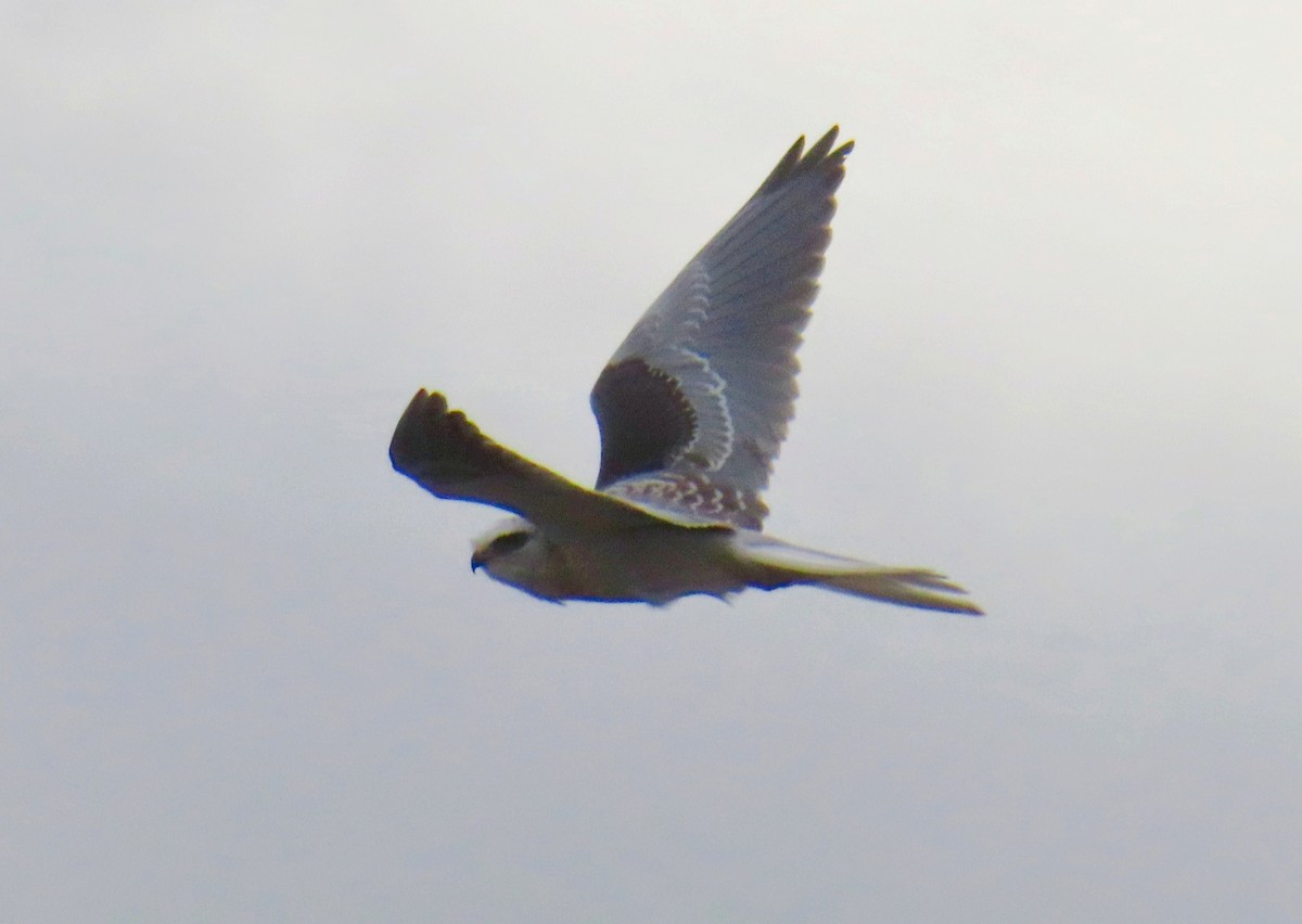 White-tailed Kite - ML612734947