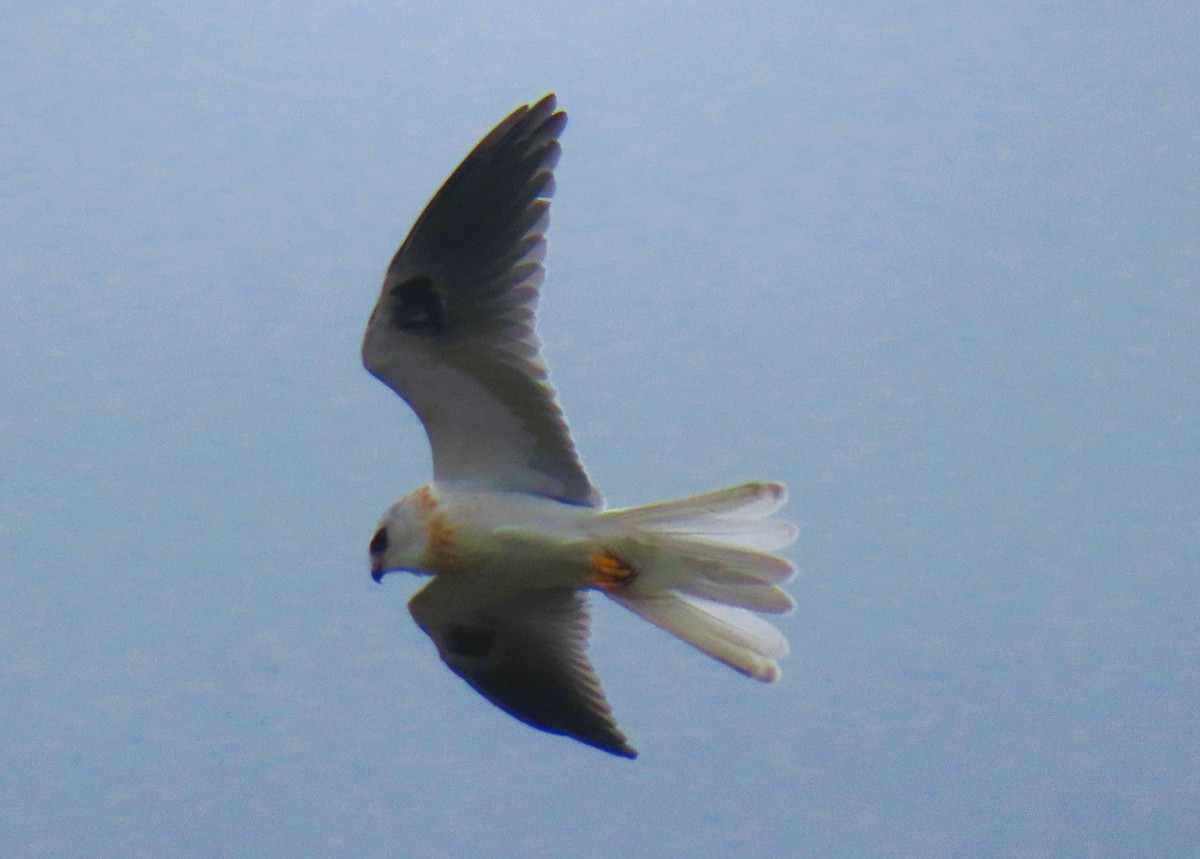 White-tailed Kite - Monica P