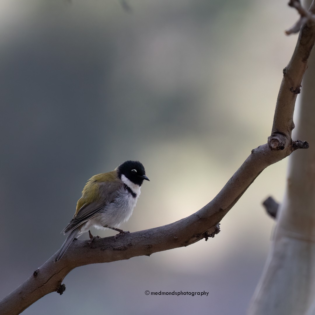 Black-headed Honeyeater - ML612734990