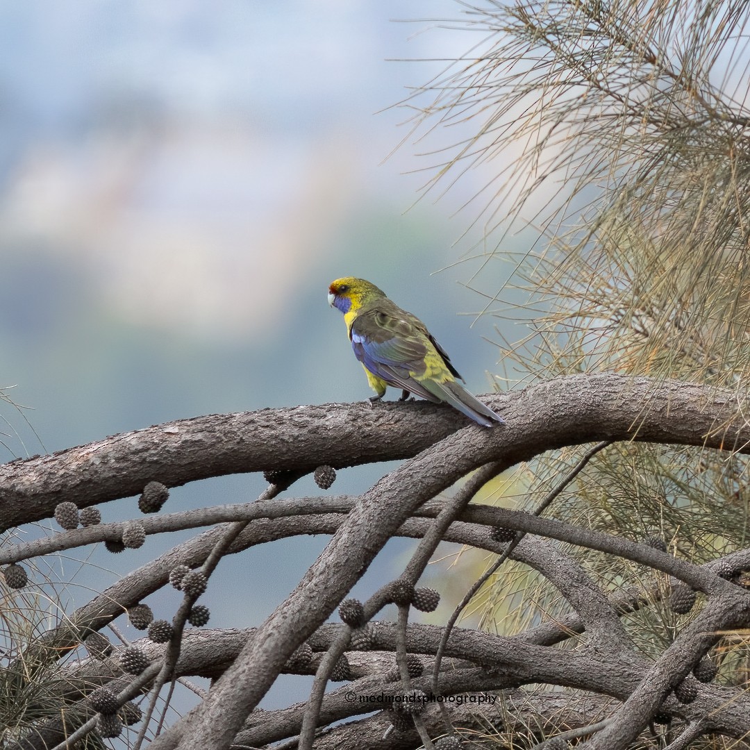 Green Rosella - ML612735004