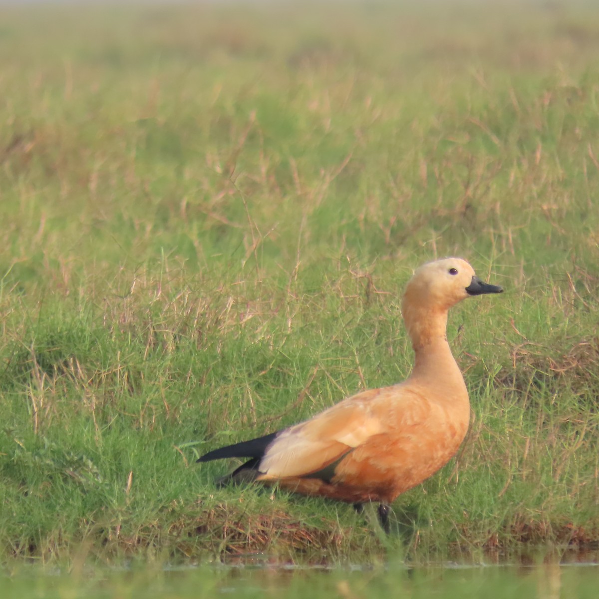 Ruddy Shelduck - ML612735025