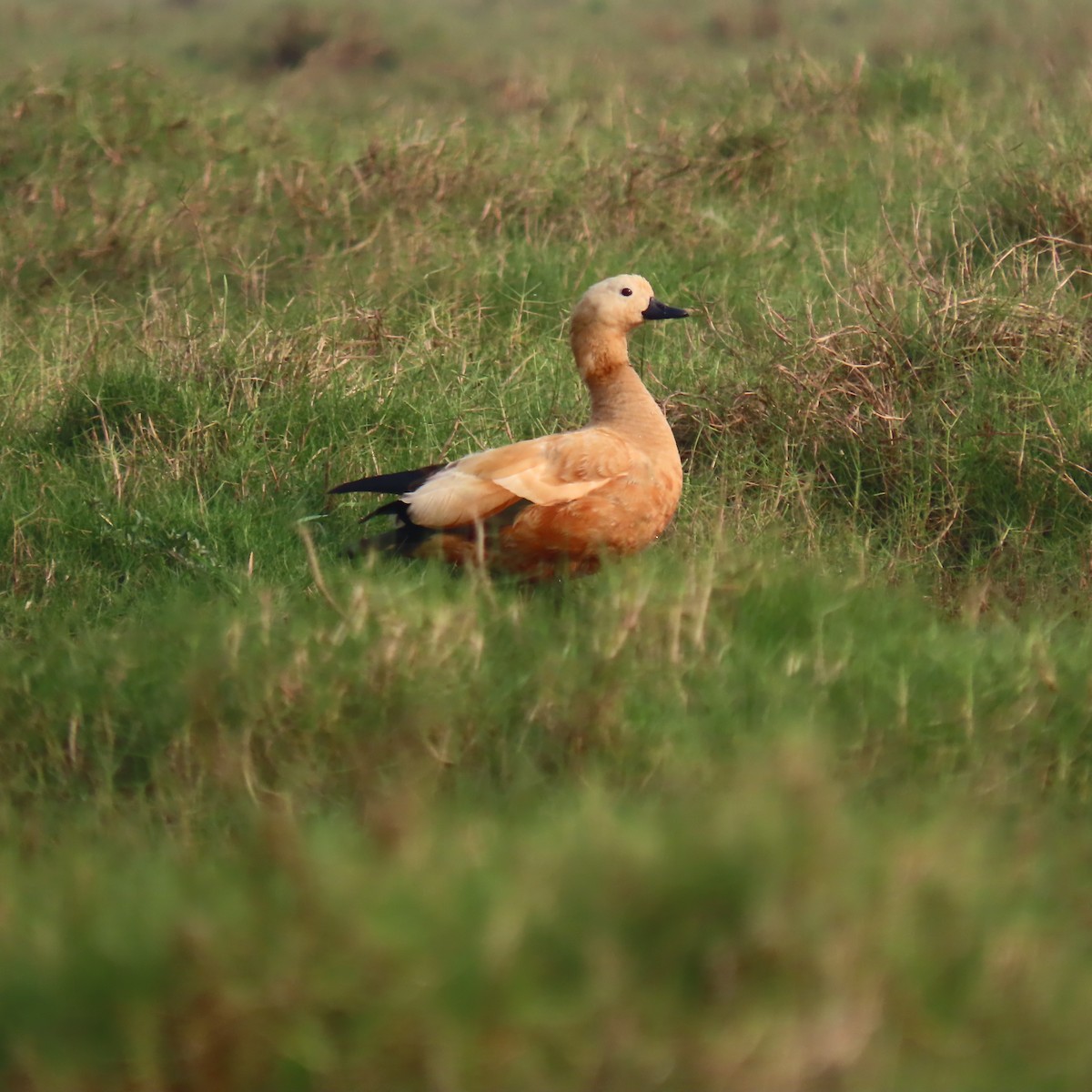 Ruddy Shelduck - ML612735026