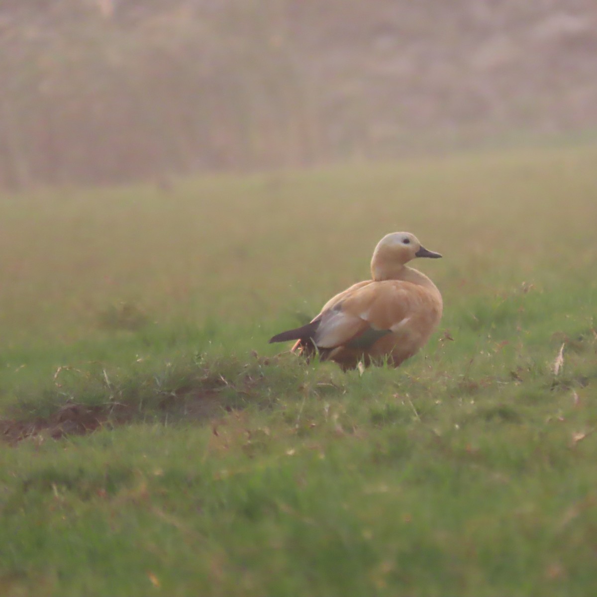 Ruddy Shelduck - ML612735042