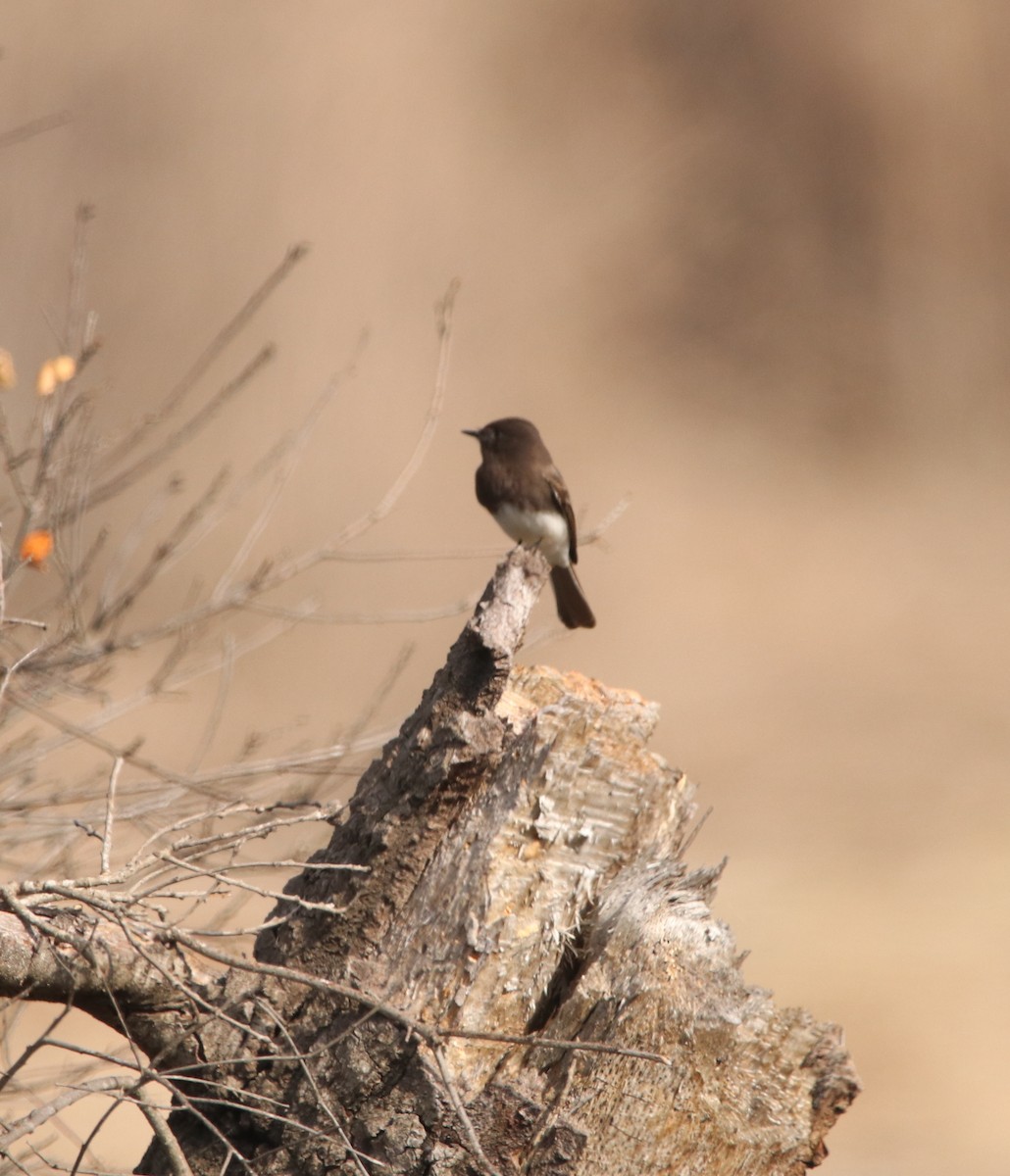 Black Phoebe - ML612735076