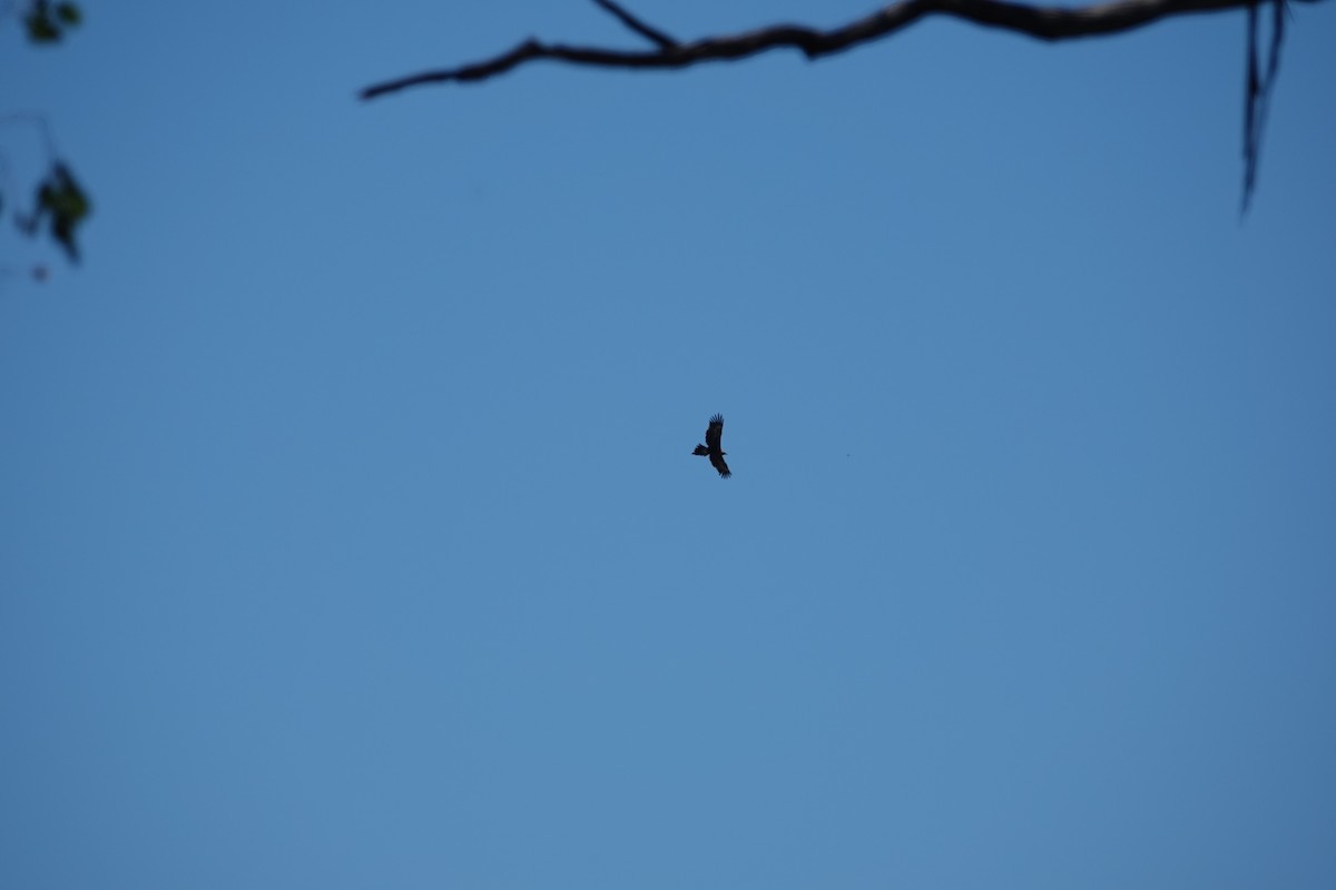 Wedge-tailed Eagle - ML612735165