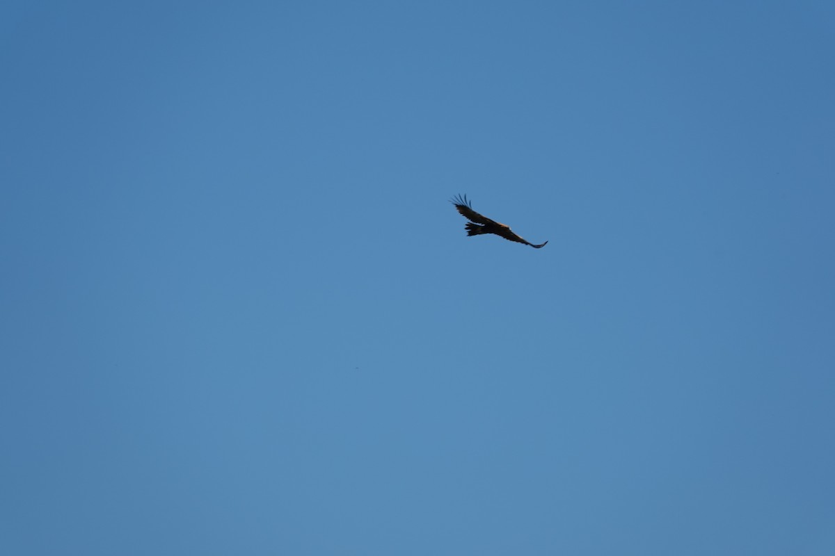 Wedge-tailed Eagle - ML612735167