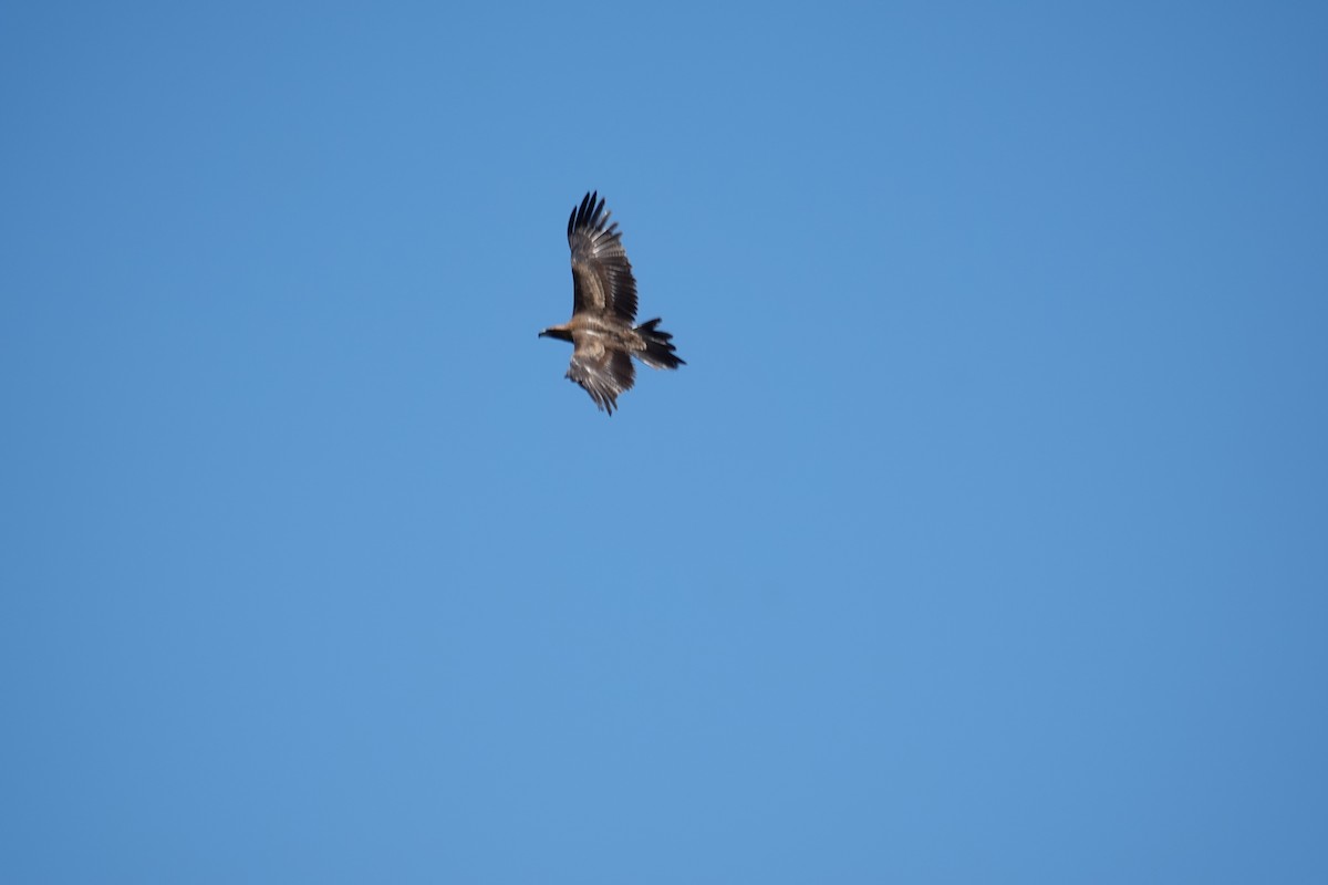 Wedge-tailed Eagle - ML612735168