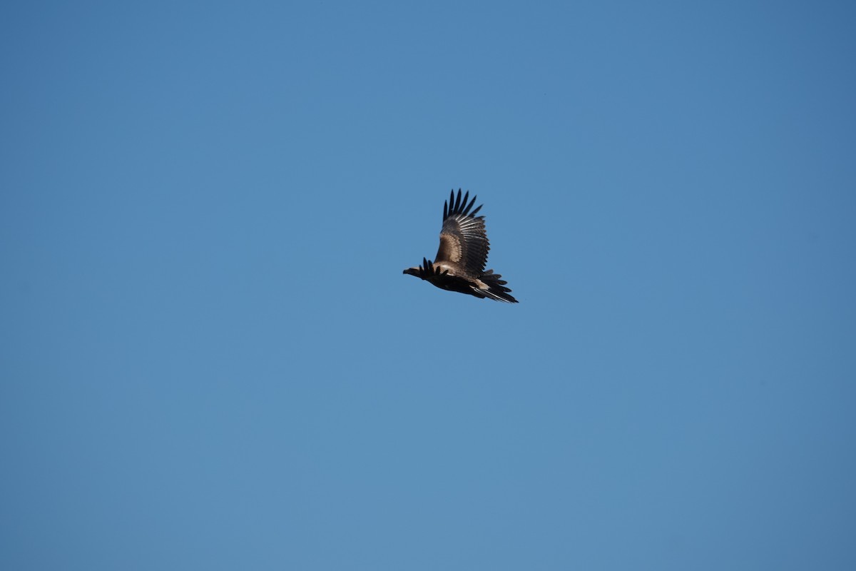 Wedge-tailed Eagle - ML612735169