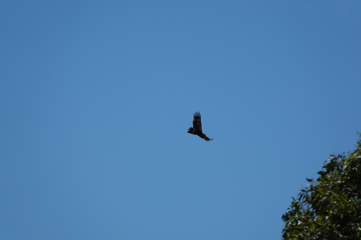 Wedge-tailed Eagle - ML612735170