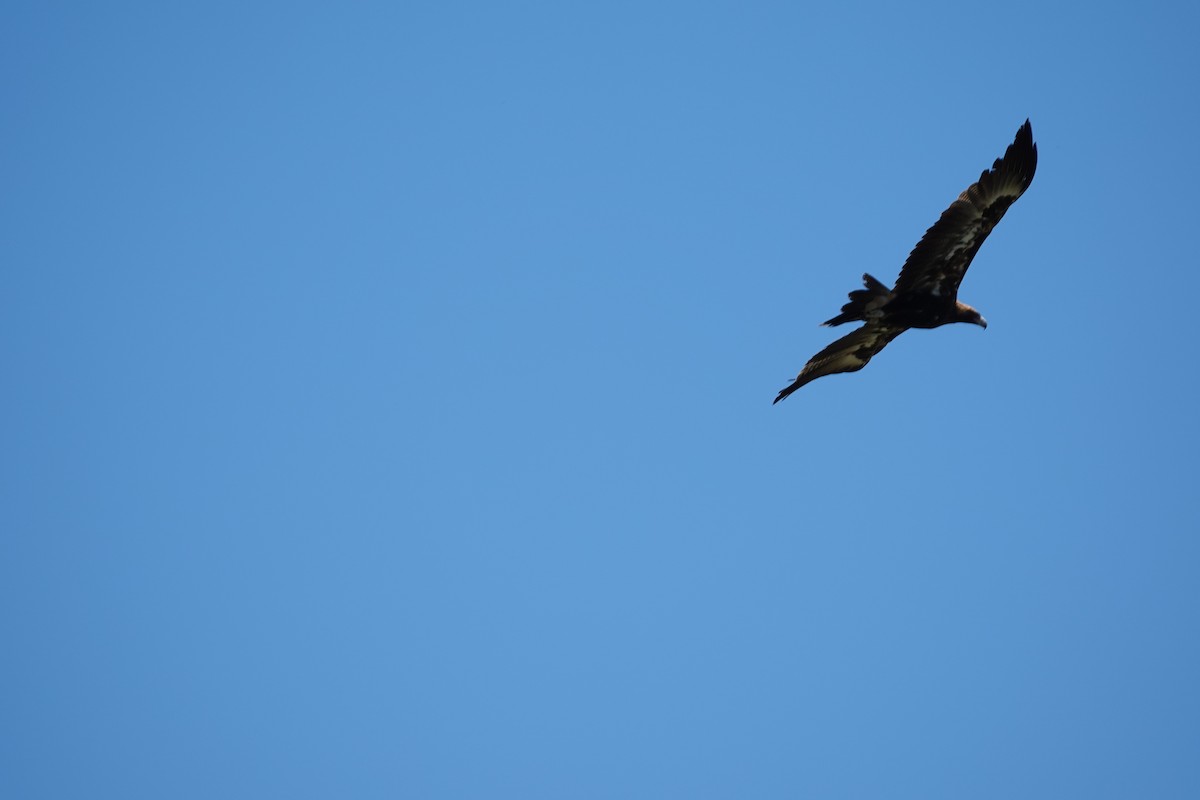 Wedge-tailed Eagle - ML612735172