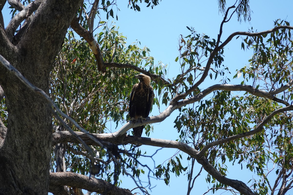 Wedge-tailed Eagle - ML612735175