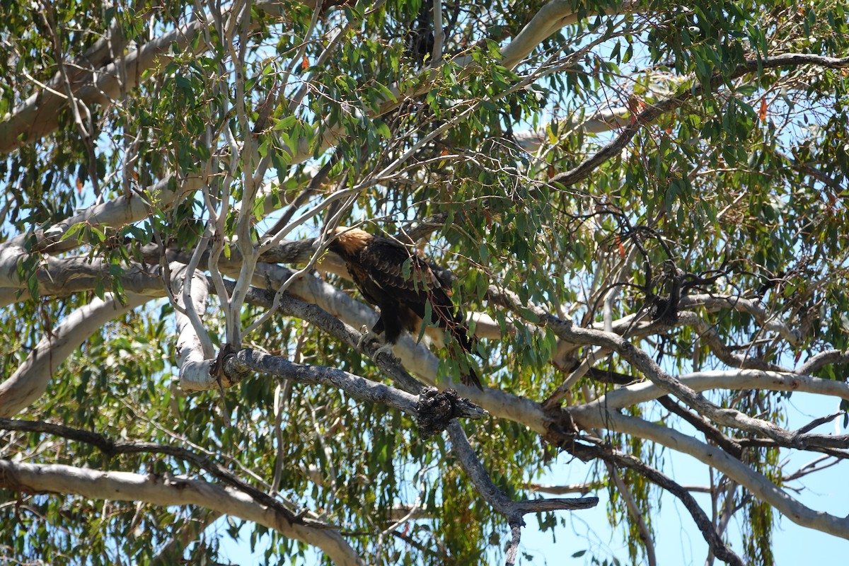 Wedge-tailed Eagle - ML612735177