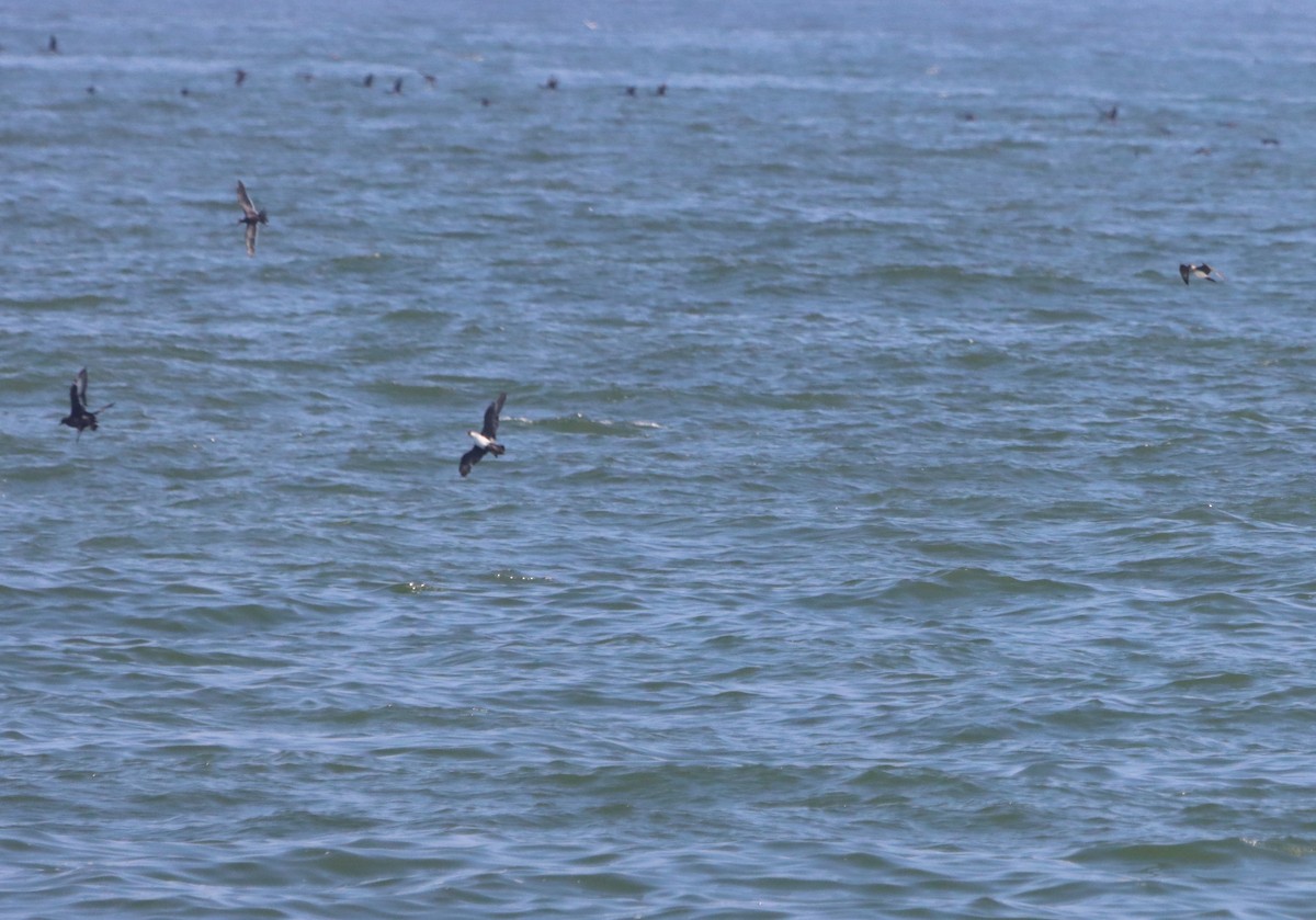 Pomarine Jaeger - Angel Cárdenas