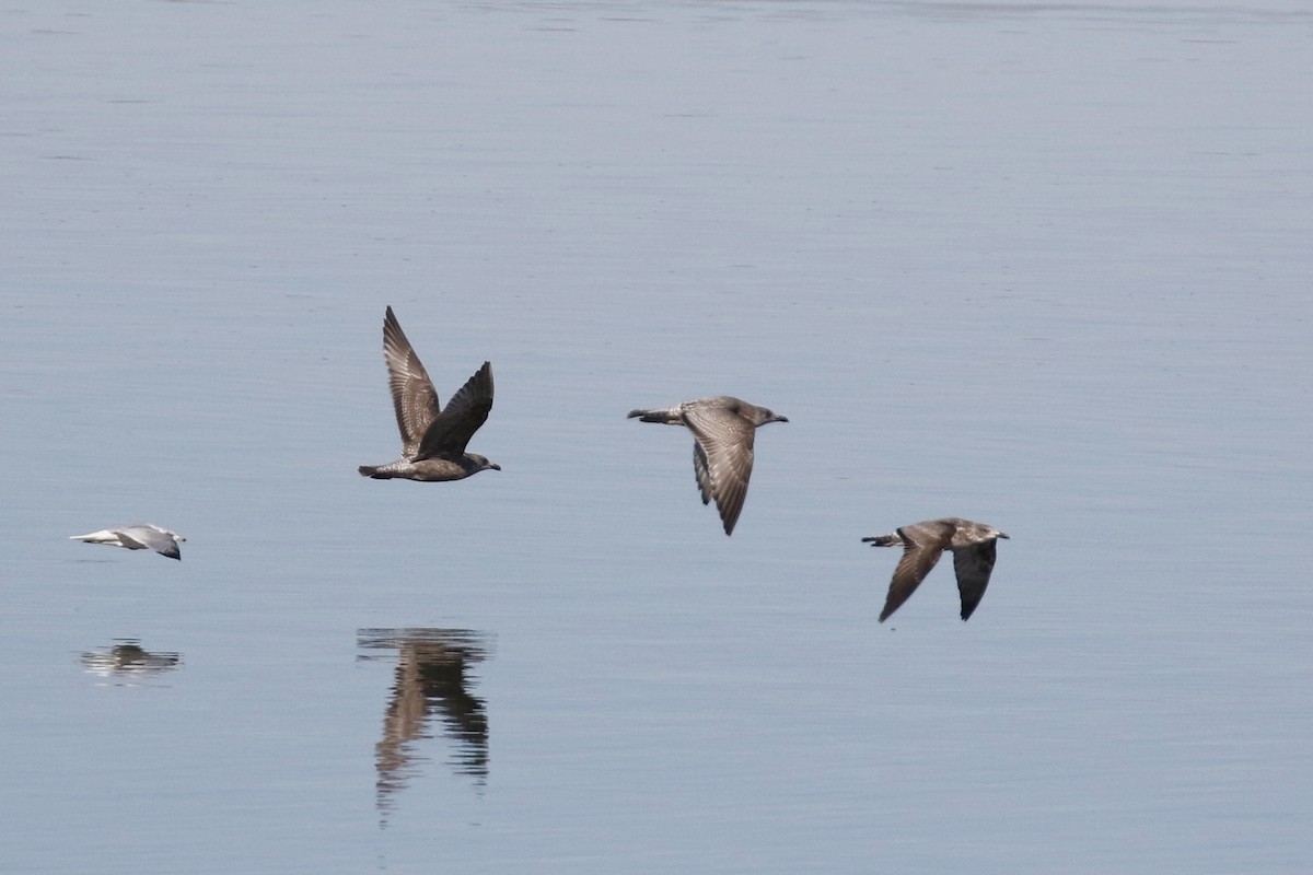 Lesser Black-backed Gull - Keith D Kamper