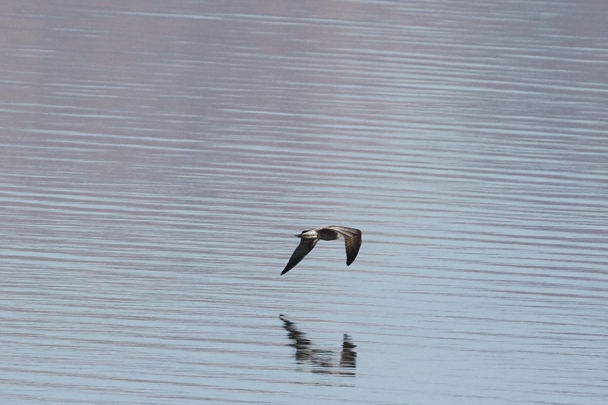 Lesser Black-backed Gull - ML612735241