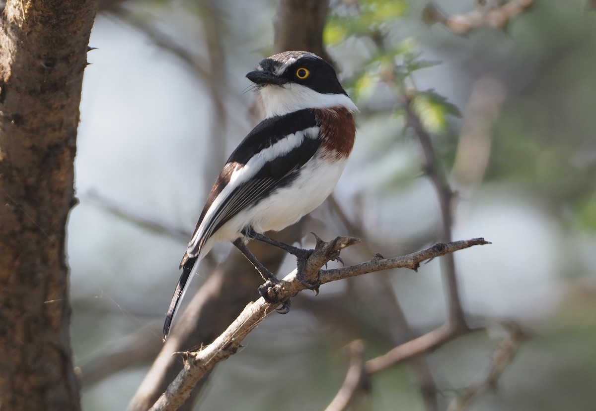 Gray-headed Batis - ML612735294