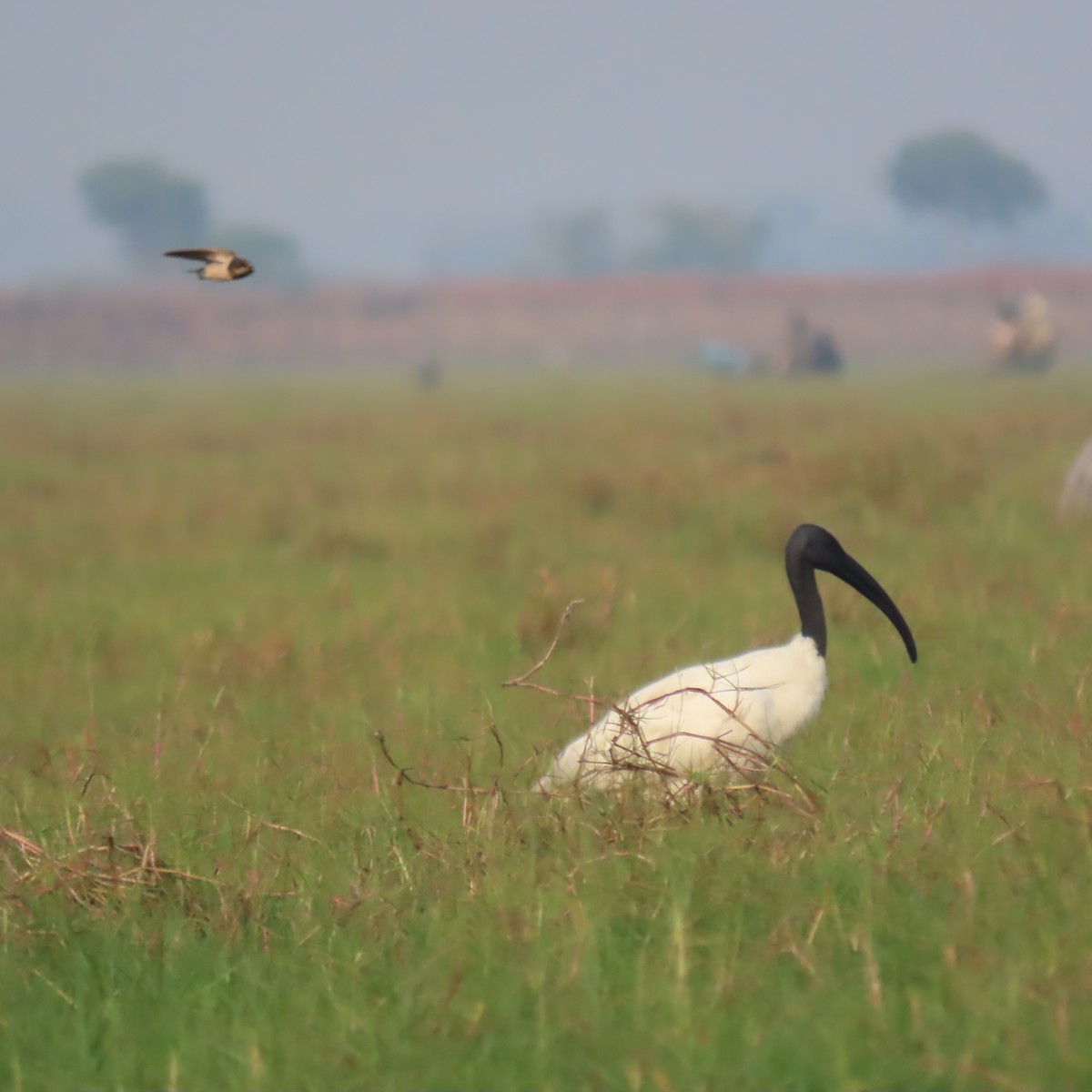 Ibis à tête noire - ML612735314