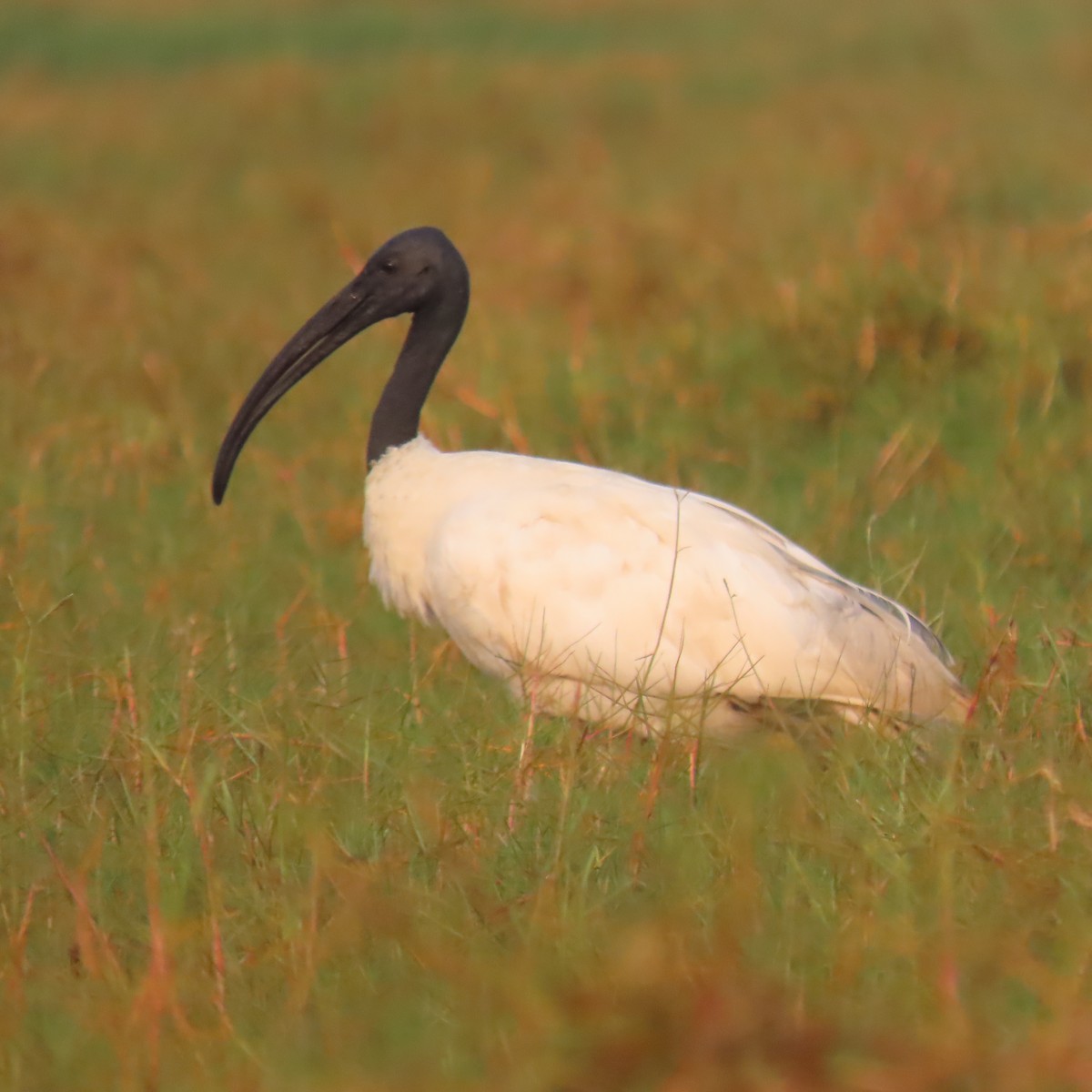 ibis černohlavý - ML612735315