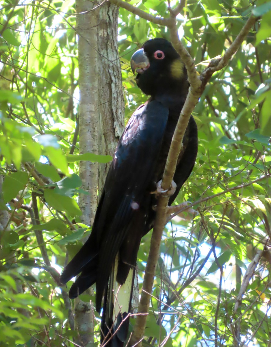 Yellow-tailed Black-Cockatoo - ML612735353