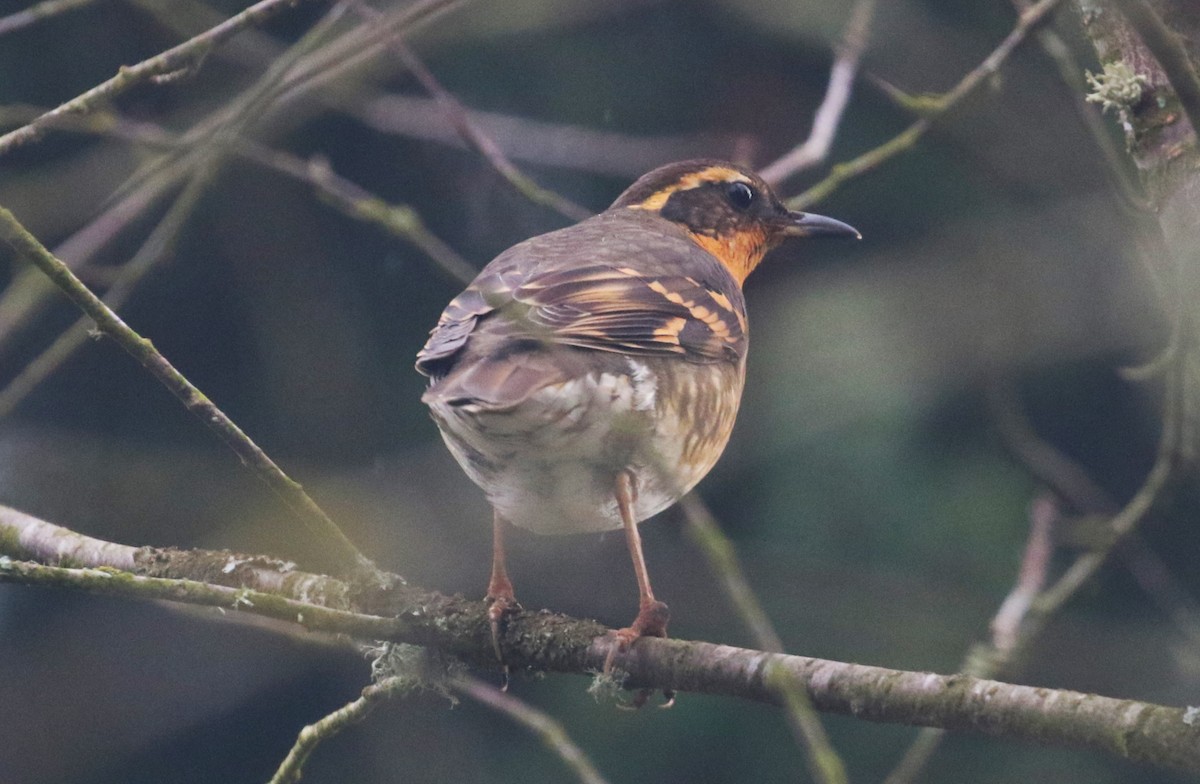 Varied Thrush - ML612735357