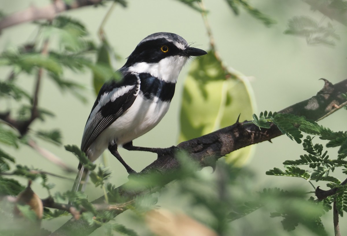 Gray-headed Batis - Stephan Lorenz