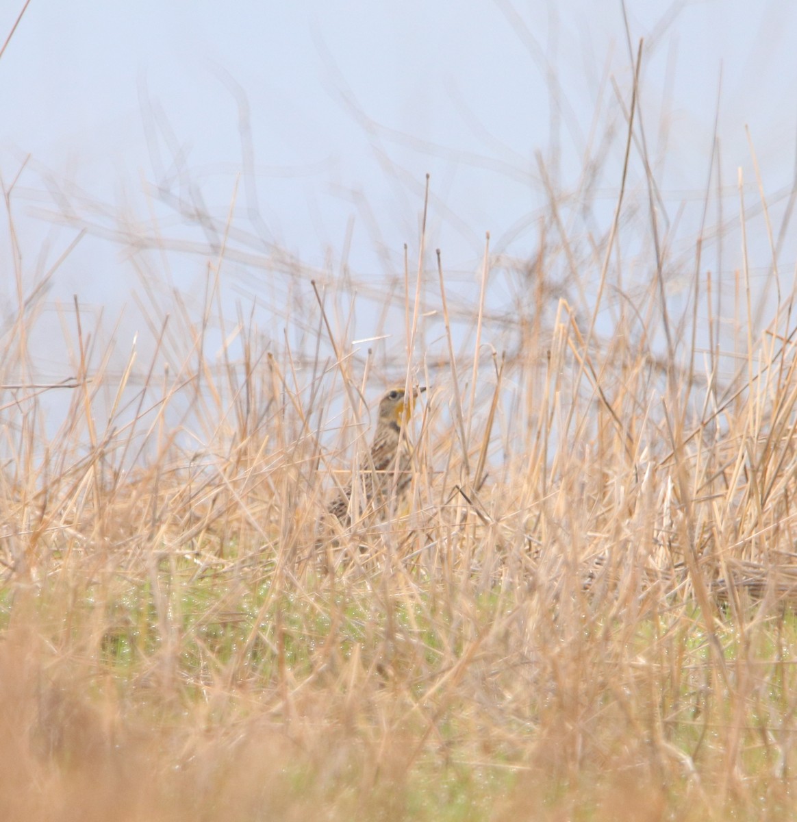 Western Meadowlark - ML612735455