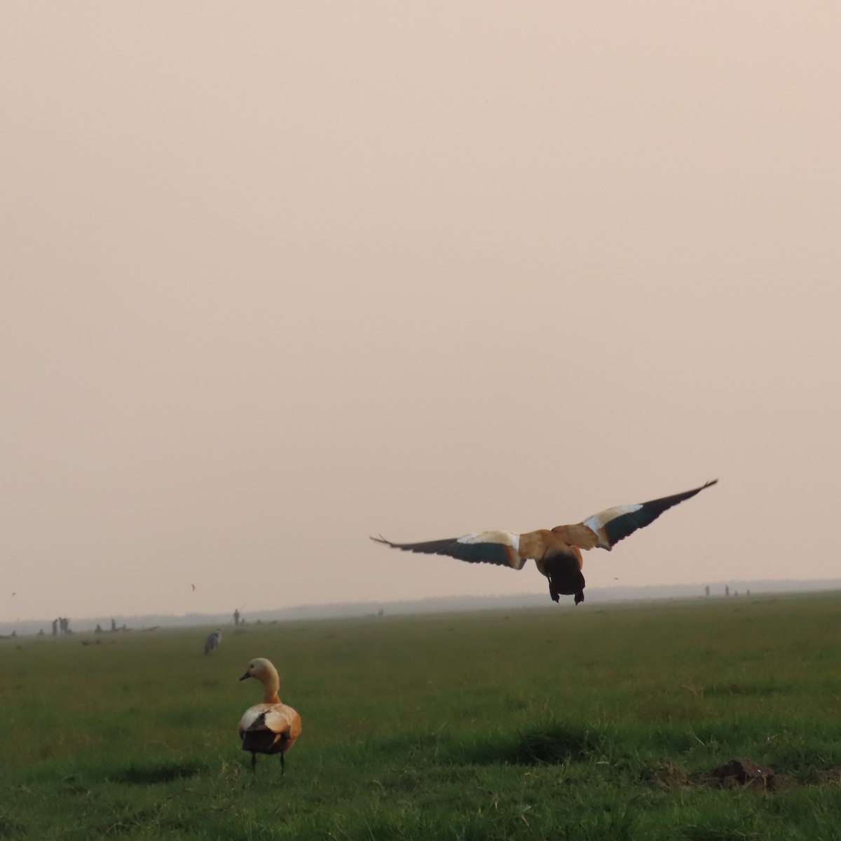 Ruddy Shelduck - ML612735637