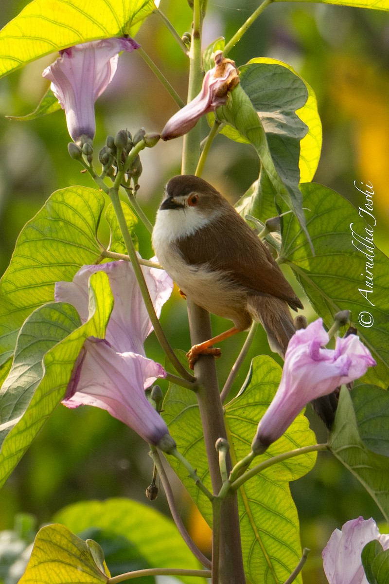 Yellow-eyed Babbler - Aniruddha Joshi