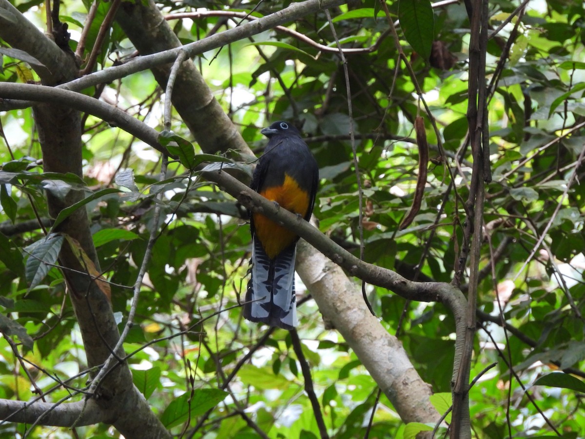 White-tailed Trogon - ML612735696