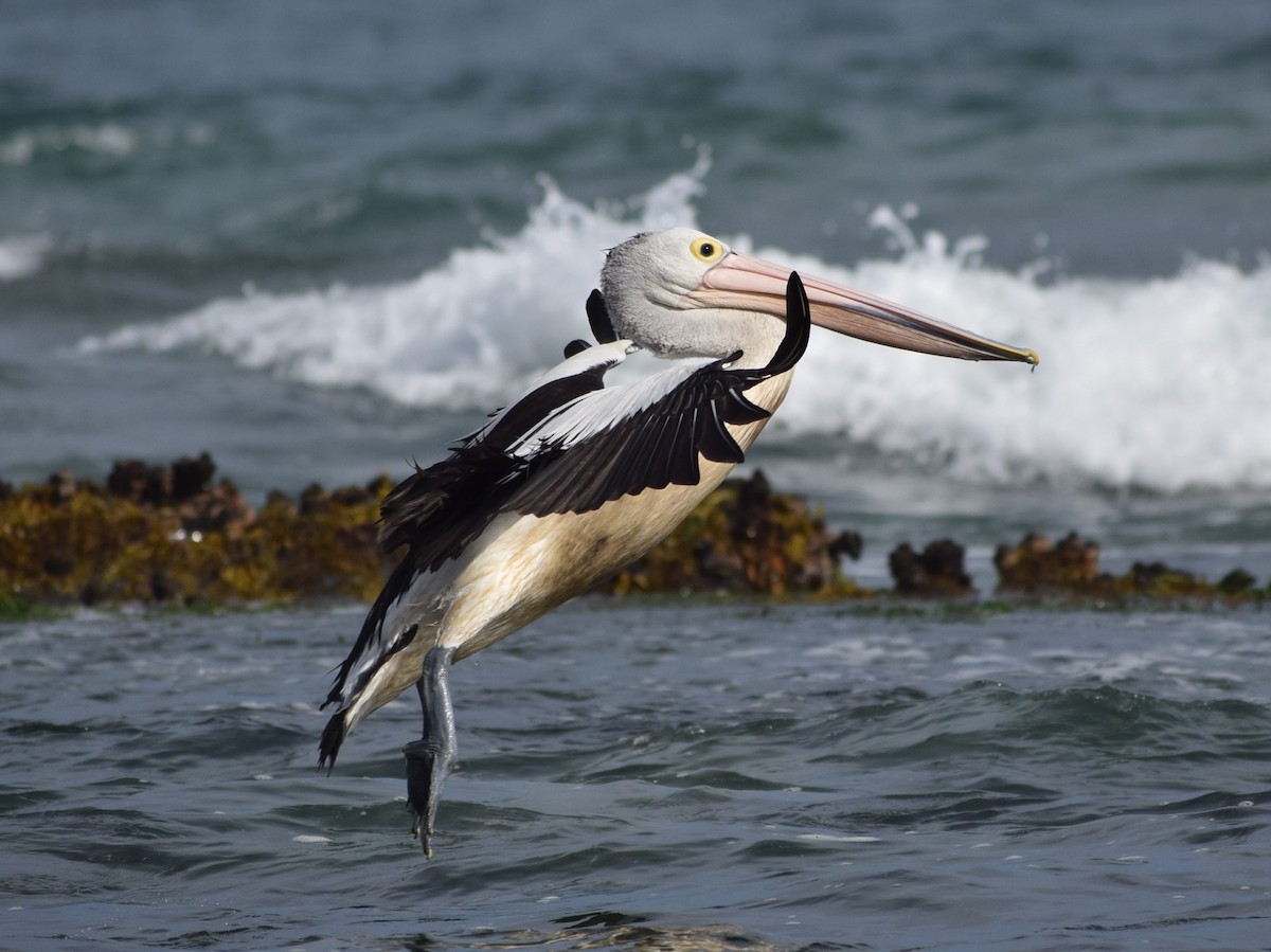 pelikán australský - ML612735749