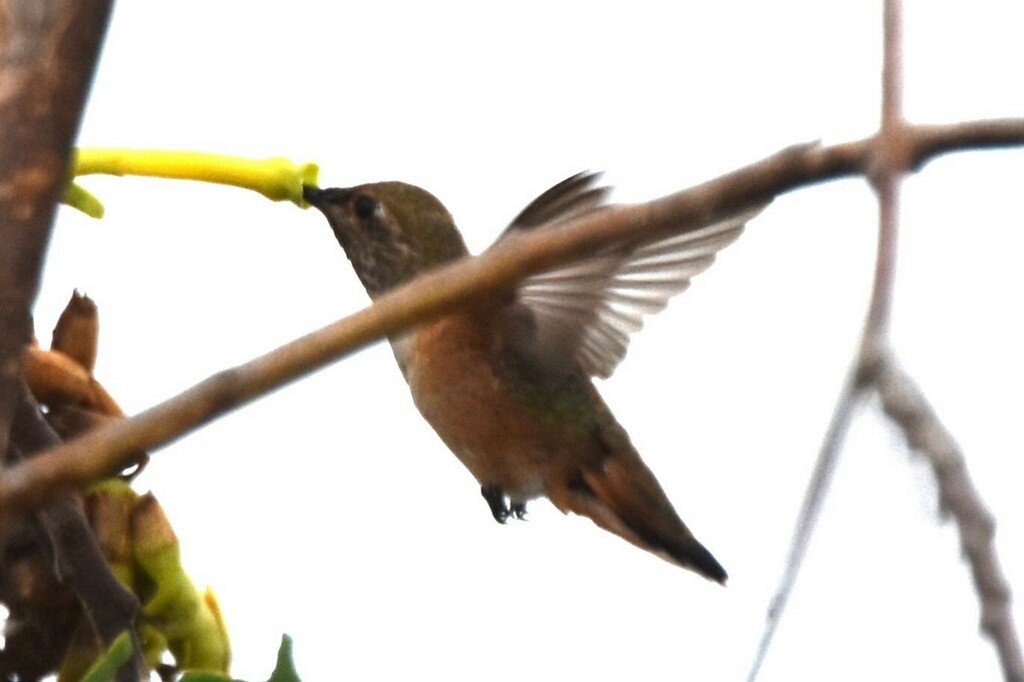 Allen's Hummingbird - Davis Provan