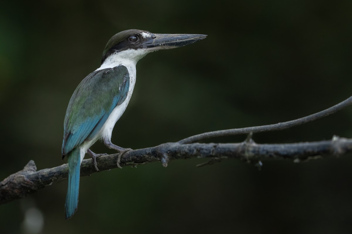 Torresian Kingfisher - Wasu Vidayanakorn