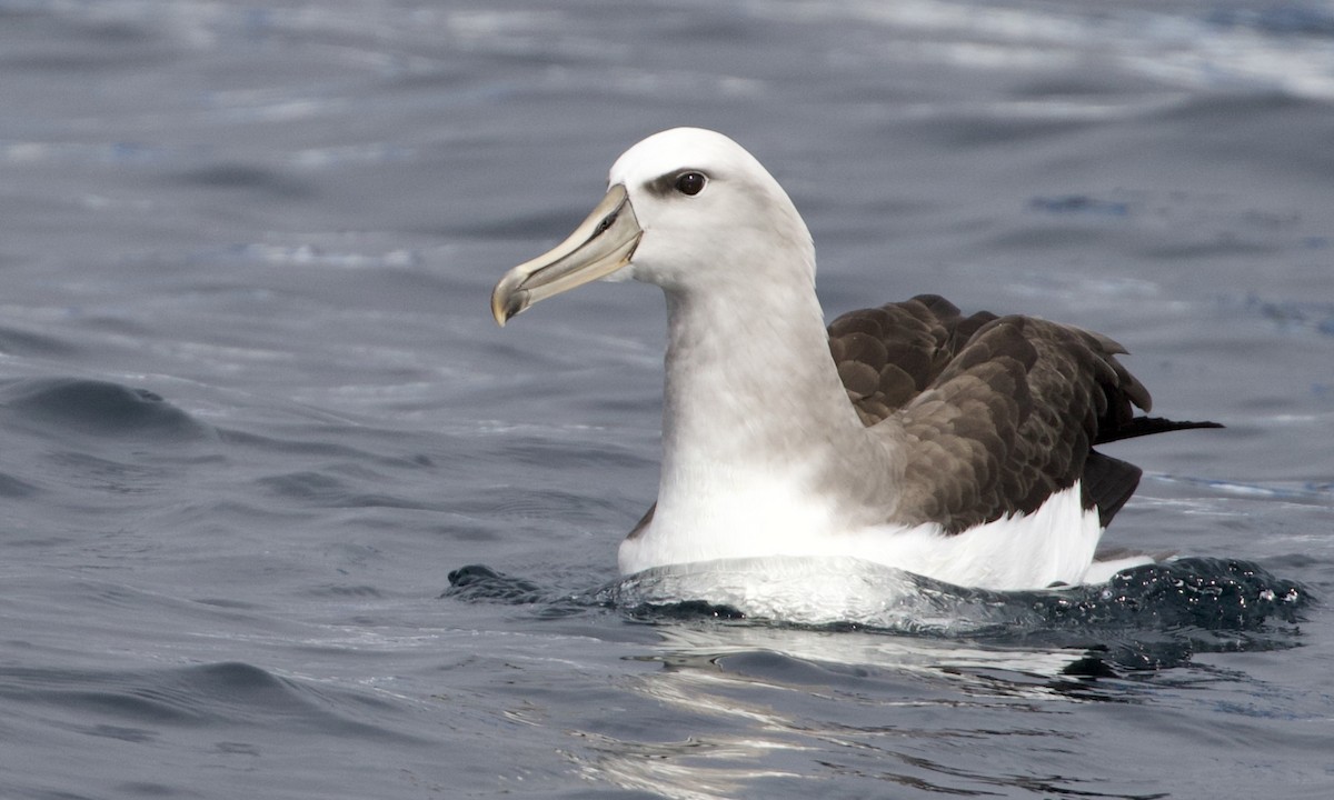 Buller's Albatross - ML612736217