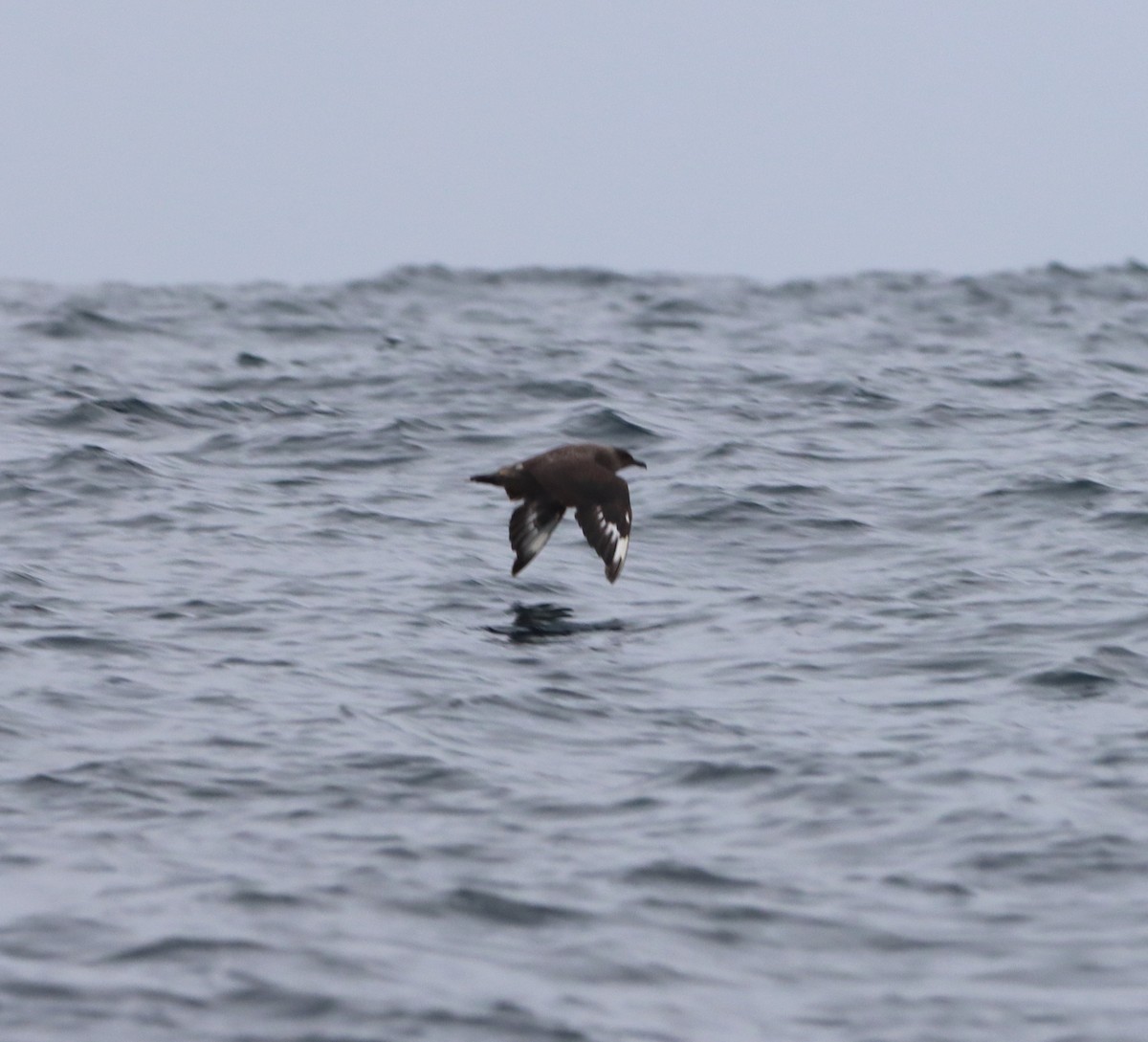 South Polar Skua - Angel Cárdenas